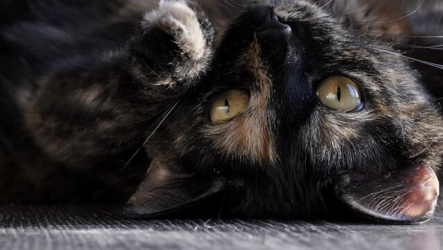 tortoiseshell color cat lying on the floor blinking and yawning