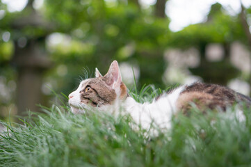 日本の草原に暮らす野良猫