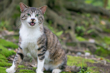 Naklejka na ściany i meble 日本の森で大声で叫ぶ野生の猫
