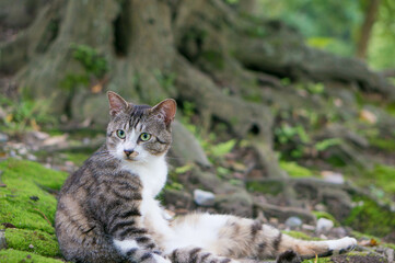 日本の森でリラックスする野良猫