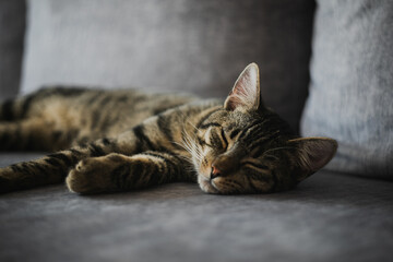 Kot śpiący na kanapie w salonie - obrazy, fototapety, plakaty