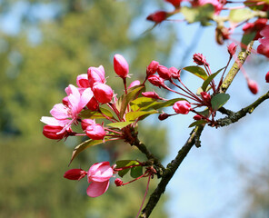 The collor pink of spring in the park, Kalmthout, Belgium