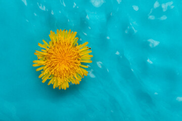 Fototapeta na wymiar Dandelion flower on blue calm water texture with splashes and waves.