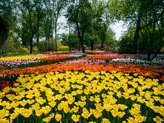 Obraz premium flower garden
