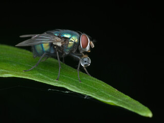 green bottle fly with buble in the mouth on the leaf