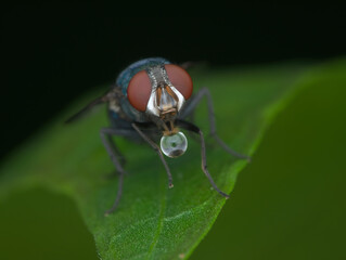 green bottle fly with buble in the mouth