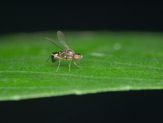 little fly perched on the leaf