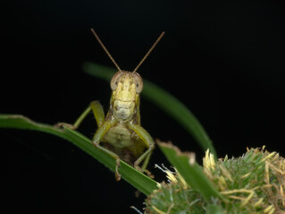 grasshopper perched on the grass