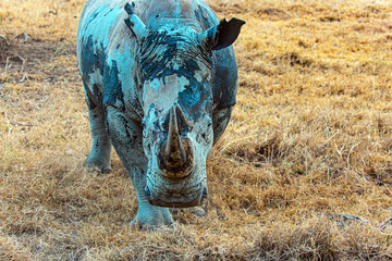 Black rhinoceros grazes