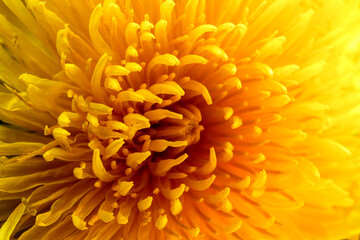 Spring bright yellow dandelion