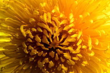 Spring bright yellow dandelion