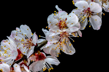Spring white-pink flowers apricots