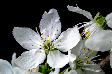 Spring white cherry flowers