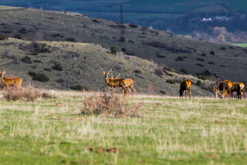 Sunset and deers in Capcir, Cerdagne, Pyrenees, France