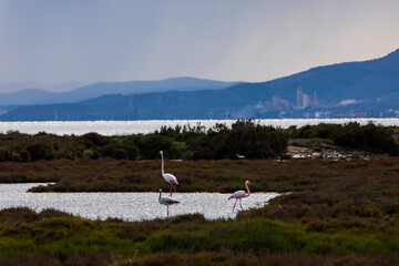 Fototapeta premium Flamingos in Delta de l'Ebre Nature Park, Tarragona, Spain
