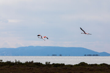 Flamingos in Delta de l'Ebre Nature Park, Tarragona, Spain