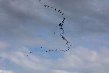 Flamingos in Delta de l'Ebre Nature Park, Tarragona, Spain