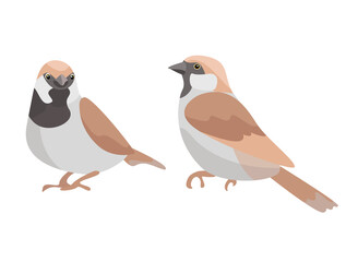 urban birds illustration vector