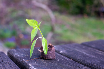 closeup of small sapling of paprika on wooden table outdoors