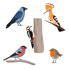 urban birds illustration vector © Анастасия Марченко