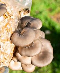 Pleurotus ostreatus, oyster mushroom on a background of green grass. Many mushrooms grow from a bag at home