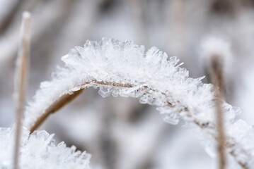 frozen plants