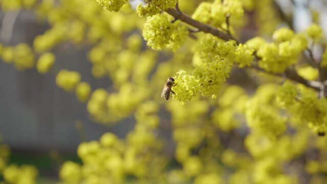 Honey bees collect nectar in Dogwood or european cornel tree branches springtime in bloom, Cornelian cherry with yellow flowers in sunlight. 4K close-up. Polination of tree flowers