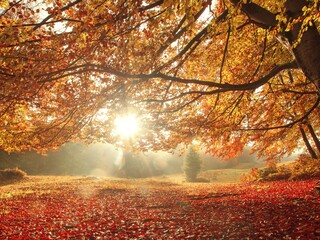 wonderful autumn sunrise image in mountains, autumn morning dawn, nature colorful background	