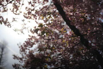 blossom