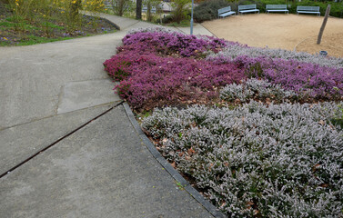 slope garden with heather near concrete sidewalk zigzagging with park. stands in dense clumps. in...