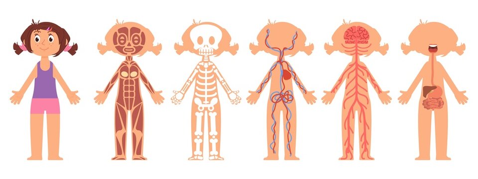 Cartoon girl anatomy. Kid heart, digestive and nervous system. Skeleton on rentgen, medical poster for children. Little baby biology decent vector scene