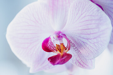 Fototapeta na wymiar Closeup orchid flowers purple or pink color background