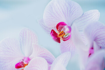 Orchid flowers purple or pink color on blue background copy space