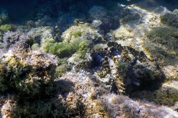 Maxima clam (Tridacna maxima) Underwater