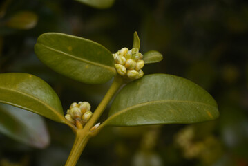 flower buds