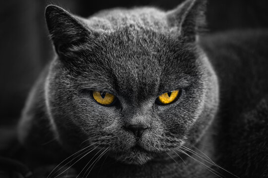 Serious British cat angry looking in frame, dark background