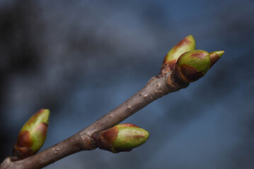 flower buds