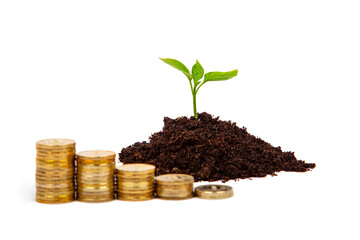 The concept of financial growth. A sprout sprouted from the ground, stacks of coins of different heights on a white background. Focus on the sprout.