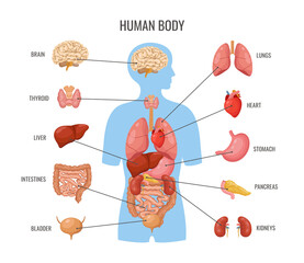 Human body internal organs. Inner organ flat poster, biology medicine banner template. Science anatomy, medical education card. Heart, brain, lungs neoteric vector - obrazy, fototapety, plakaty
