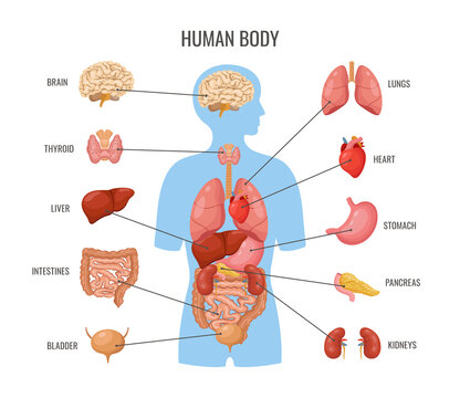 Human body internal organs. Inner organ flat poster, biology medicine banner template. Science anatomy, medical education card. Heart, brain, lungs neoteric vector