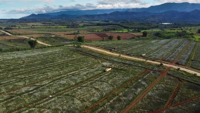 Drone Shot of pineapple fruit plantation farm