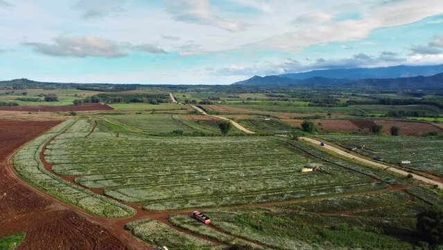 Orbit Drone shot of Pineapple Plantation