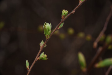 flower buds