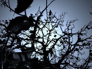 birds on tree