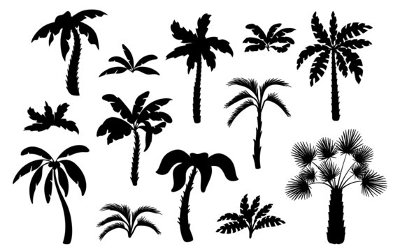 Black palm tree silhouettes. Miami hawaii tropical palms, isolated exotic forest icons. Leaves and foliage, summer beach neat plants vector set