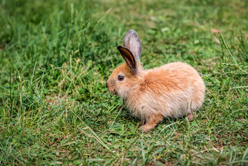 cute brown rabbit on the grass