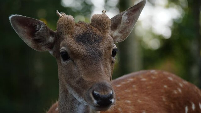 Young male fallow deer in natural environment. Deer Dama dama. Vision Park in Auberive region, France. Slow motion