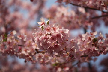 cherry blossom