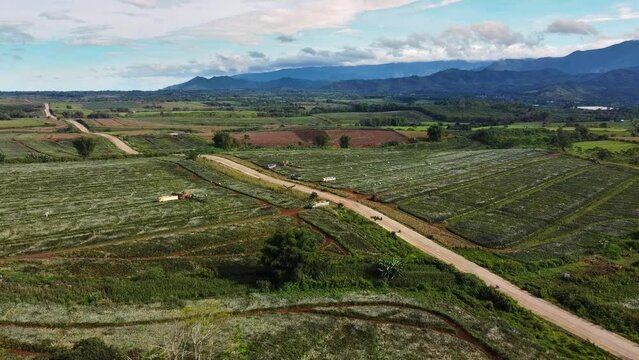 Aerial shot of Pineapple plantation