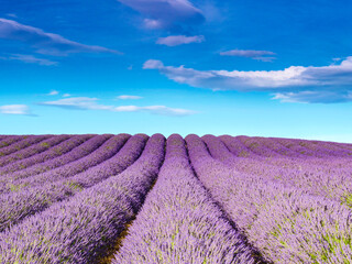 Naklejka na ściany i meble Lavender fields in Provence France